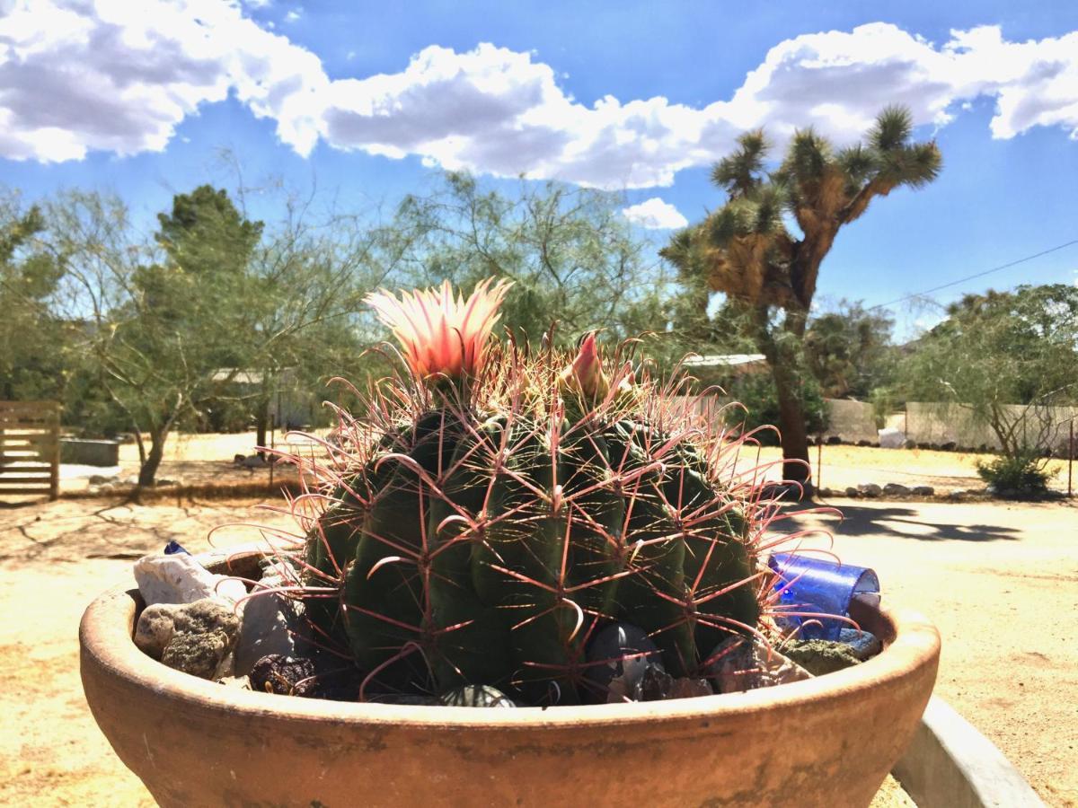 Popular Homestead! Location, Stargaze, Views! Joshua Tree Luaran gambar