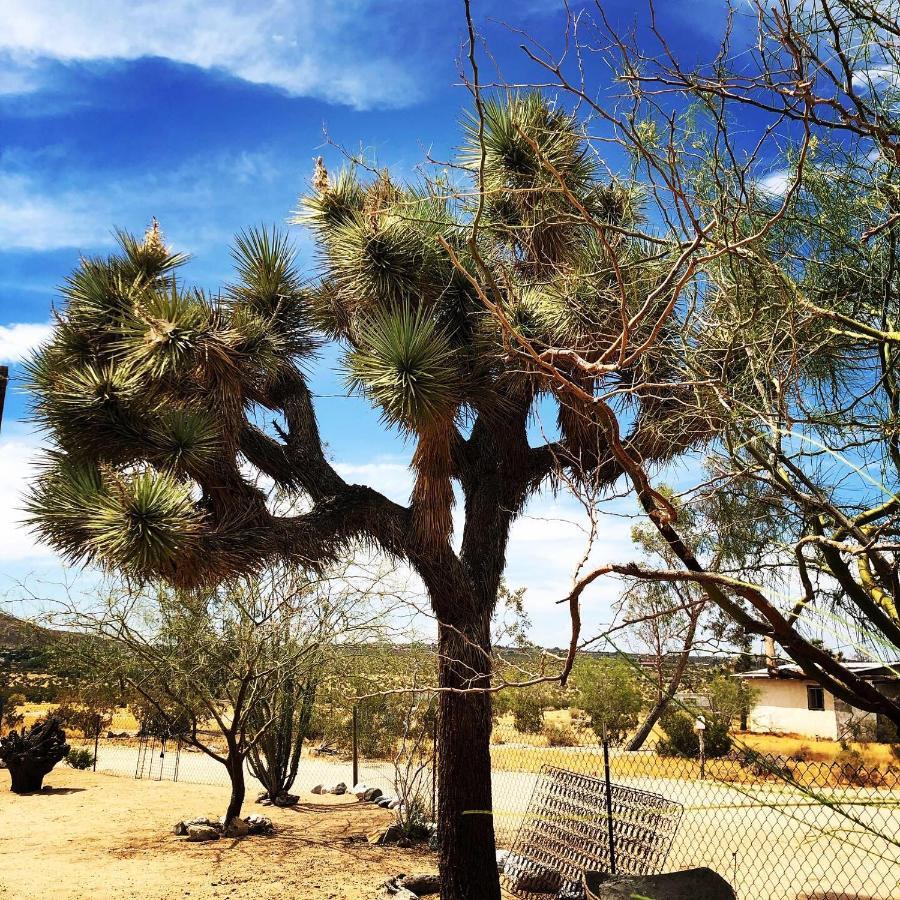 Popular Homestead! Location, Stargaze, Views! Joshua Tree Luaran gambar